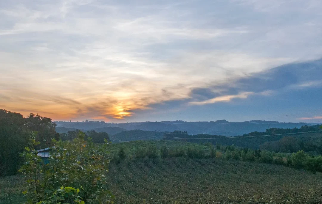Pôr do sol sobre campos cultivados com videiras e suportes azuis, cercados por vegetação e montanhas ao fundo sob céu nublado