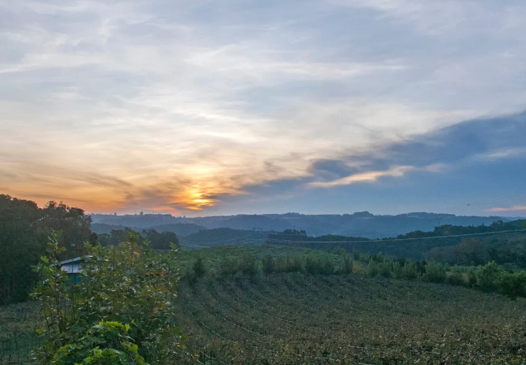 Pôr do sol sobre campos cultivados com videiras e suportes azuis, cercados por vegetação e montanhas ao fundo sob céu nublado